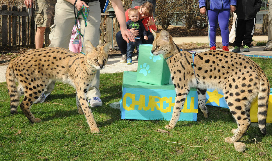 serval cats at Brookfield Zoo