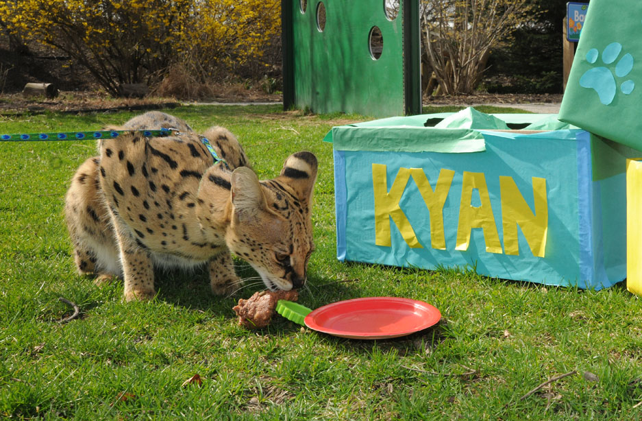 Kyan Serval