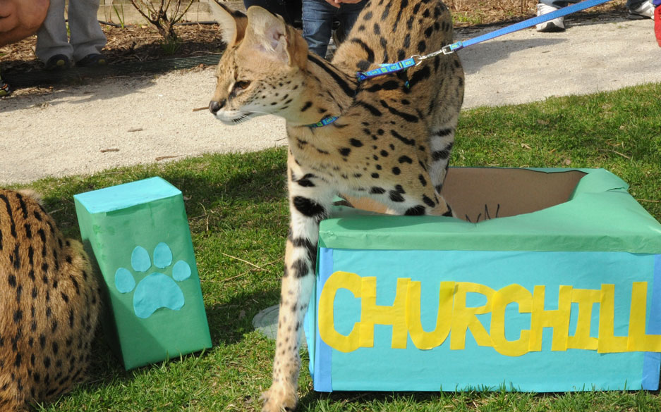 Churchill Serval