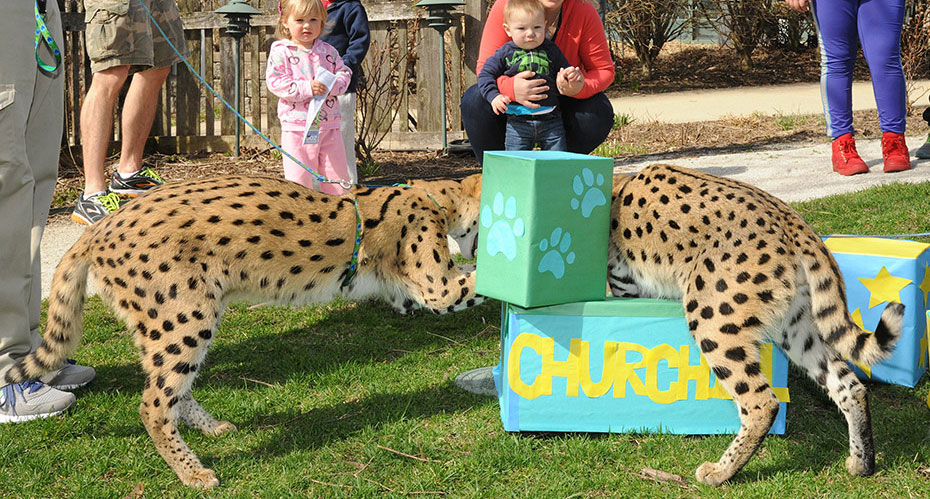 serval cats at Brookfield Zoo