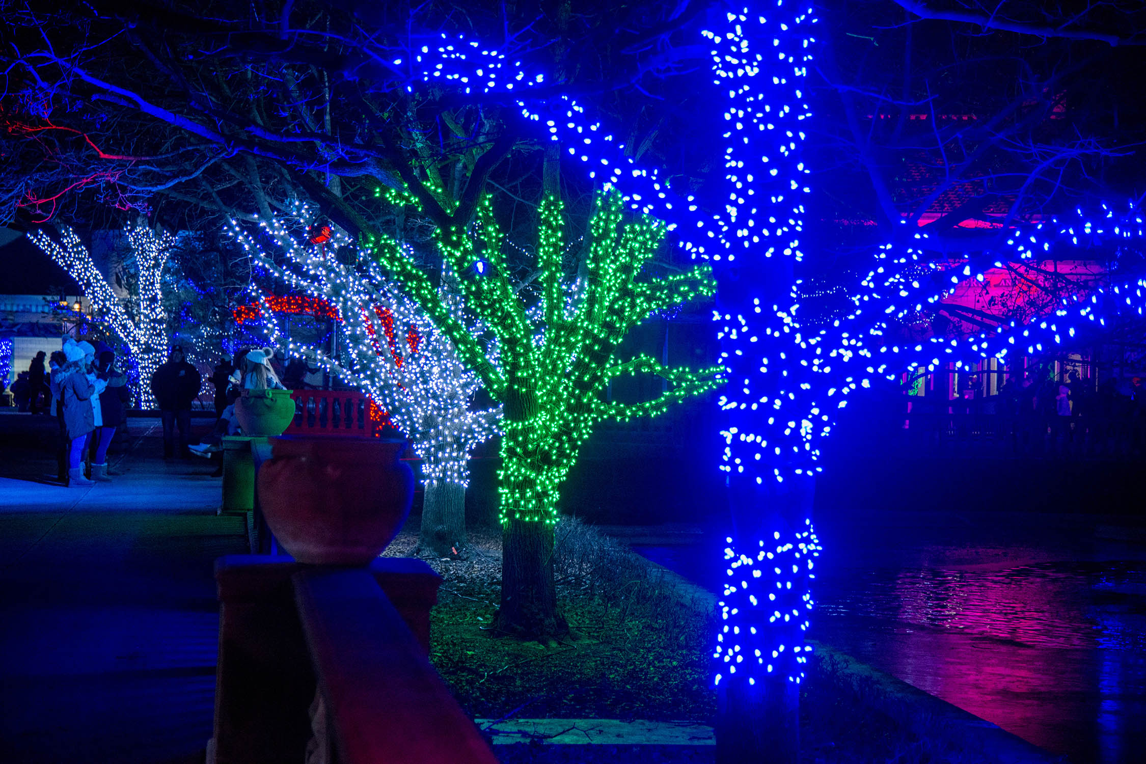 Christmas Lights - Brookfield Zoo 2021 For Freee
