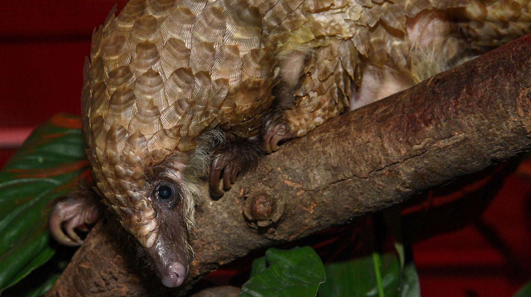 https://www.czs.org/Chicago-Zoological-Society/About/Press-room/2017-Press-Releases/Chicago-Zoological-Society-Leading-Conservation-Ef/DSC_8343-Pangolin.aspx