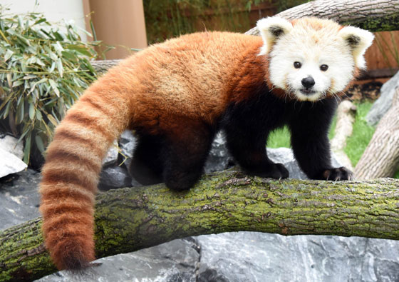 RedPanda-560.jpg