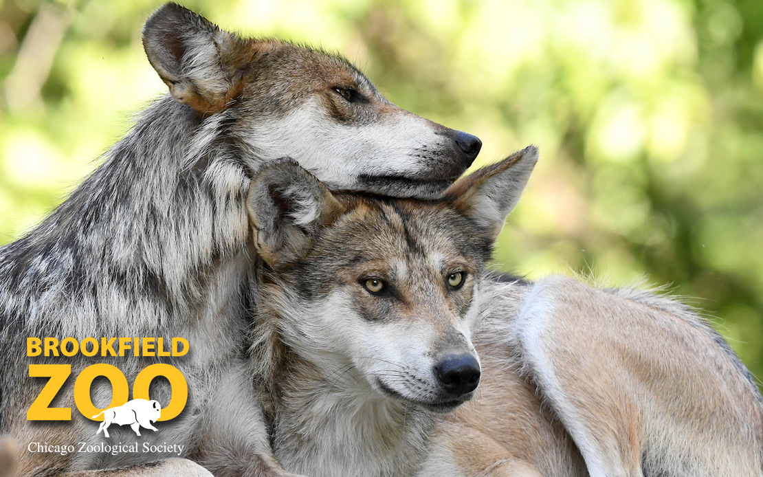 Mexican Gray Wolves at Brookfield Zoo