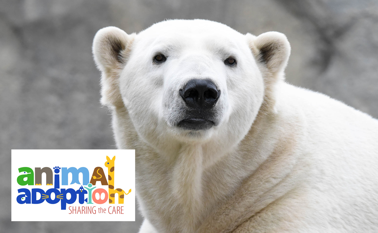 Animal Adoption Hudson Polar Bear