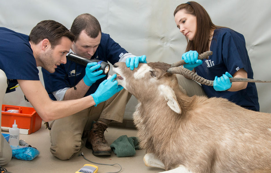 veterinary tech classes