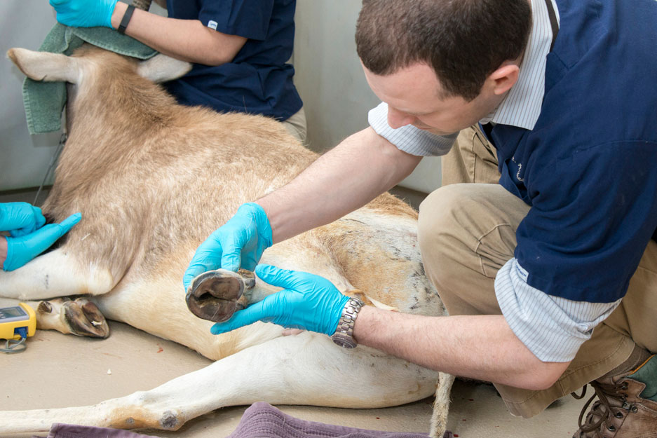 Addax check up by the CZS Veterinary team