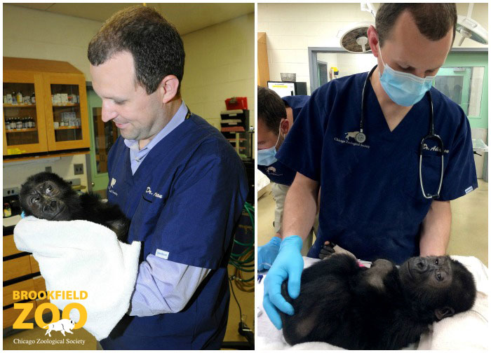 Dr. Mike Adkesson examines Nora Gorilla