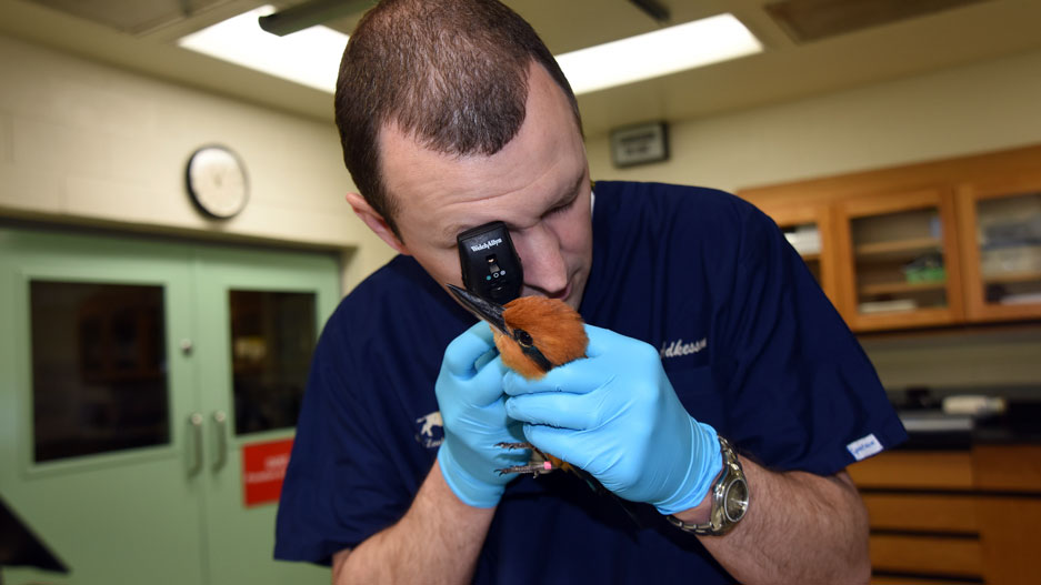 Dr. Mike Adkesson with Micronesian Kingfisher at Brookfied Zoo