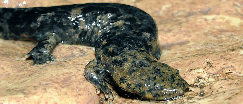 hellbender at Brookfield Zoo