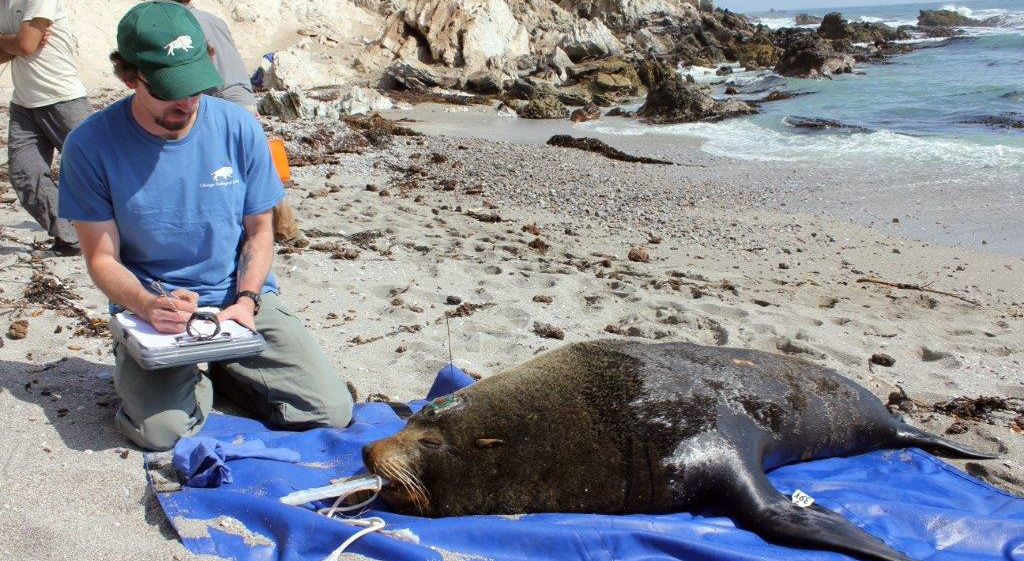 Punta San Juan Reserve in Peru
