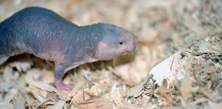Naked Mole Rat at Brookfield Zoo