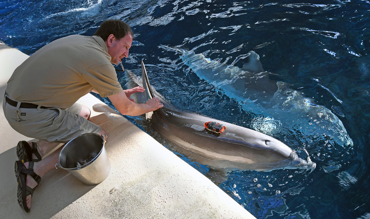 Cetacean Study