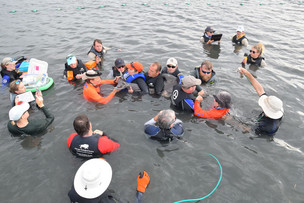 Dolphin Entanglement Rescue in West Florida