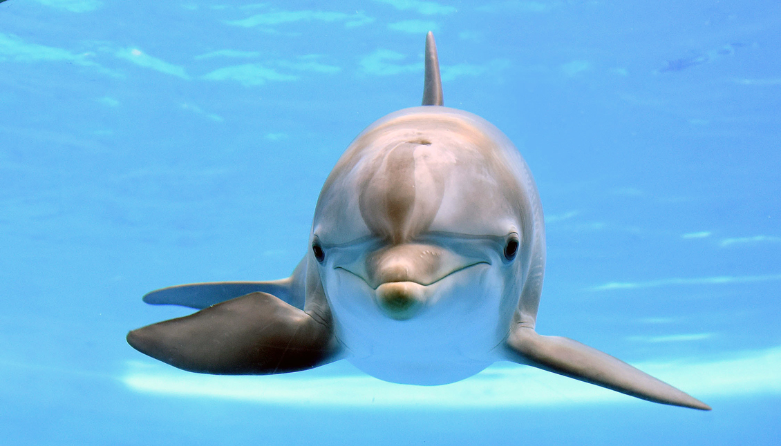 Maxine Dolphin