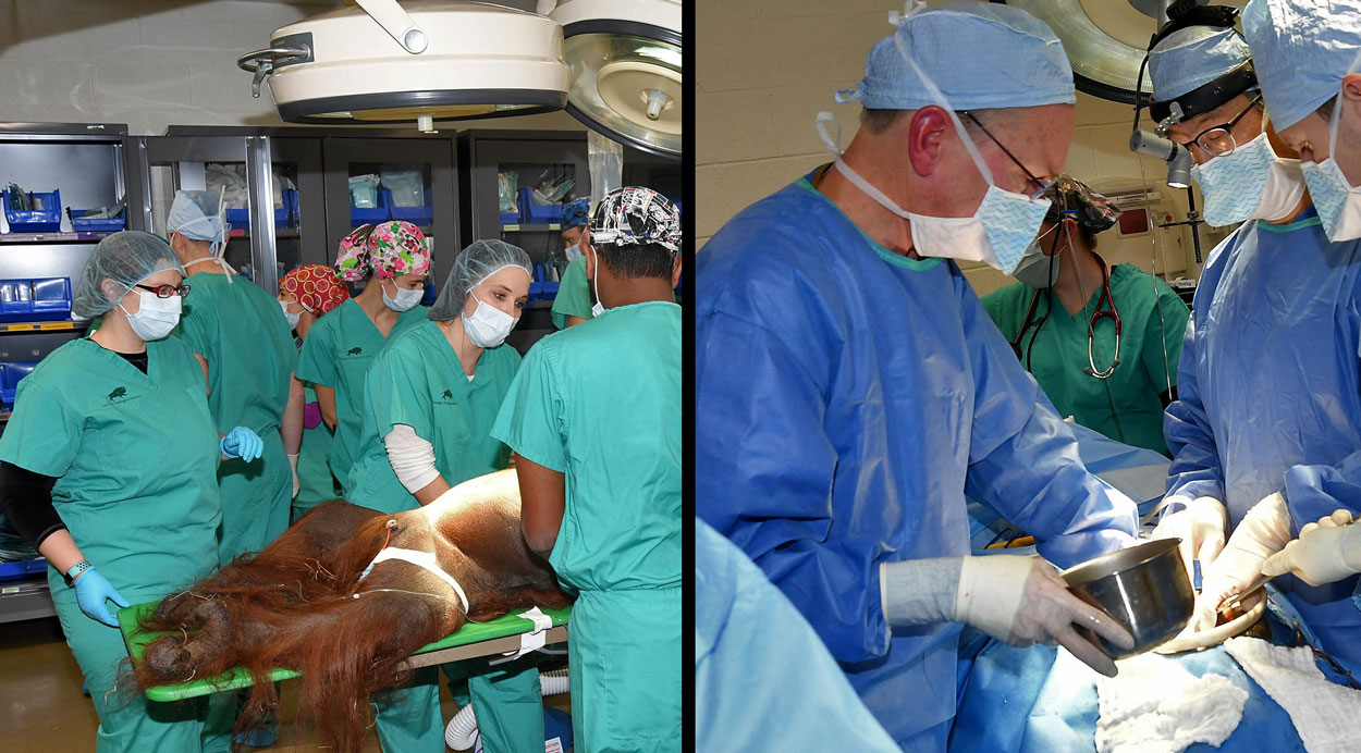 Ben Orangutan Appendectomy