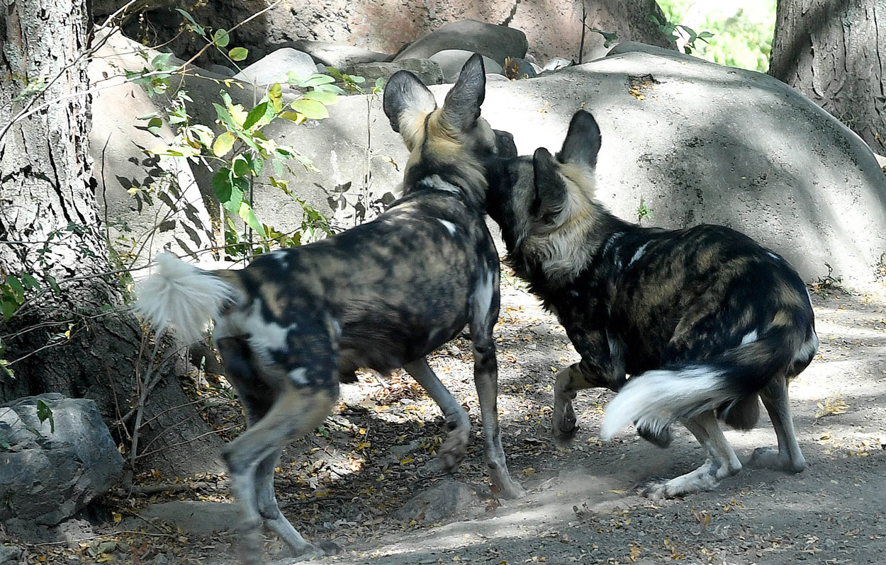 African Painted Dogs at Brookfield Zoo