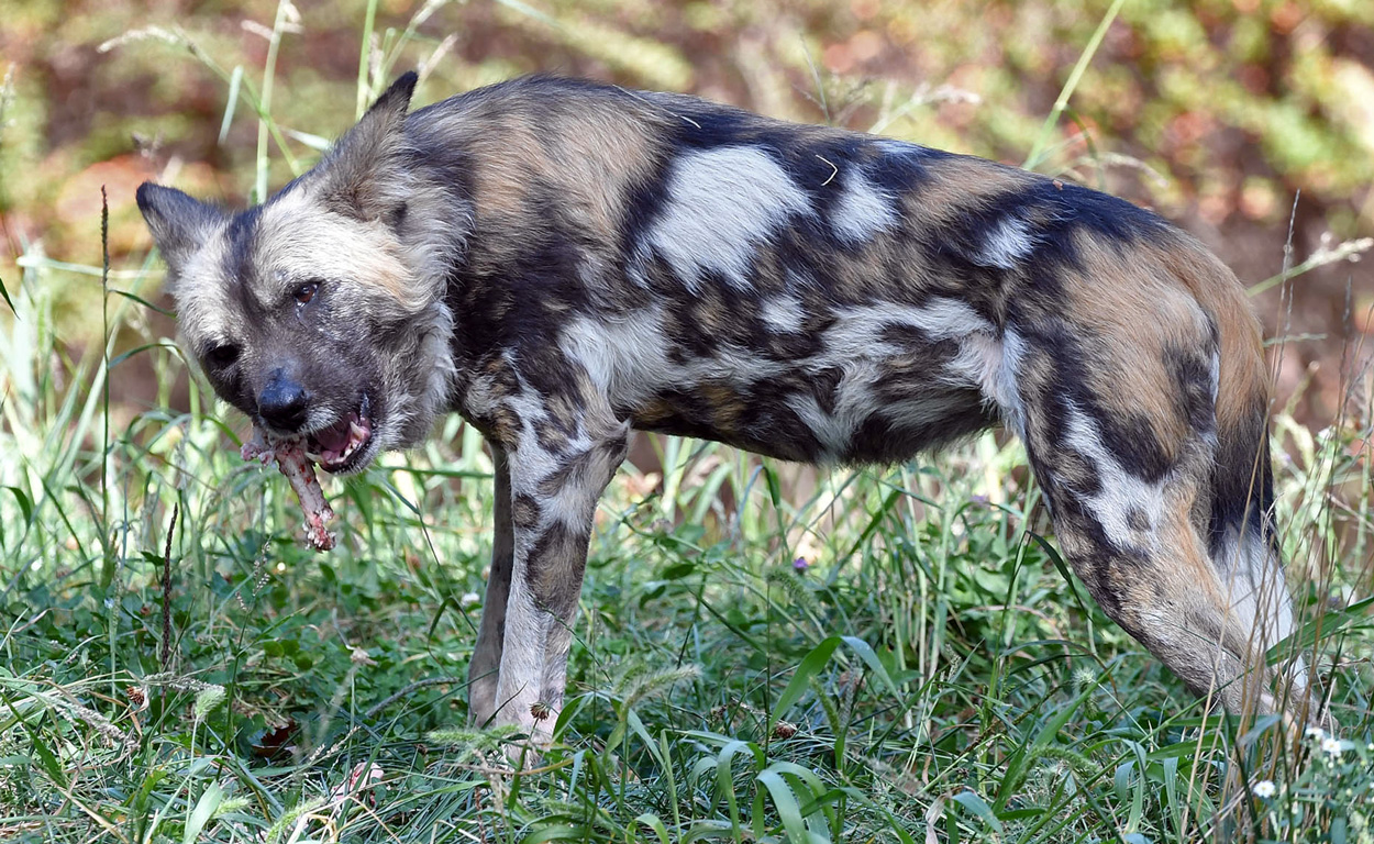 African Painted Dogs at Brookfield Zoo