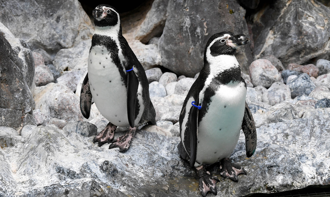 Penguin molting at Brookfield Zoo