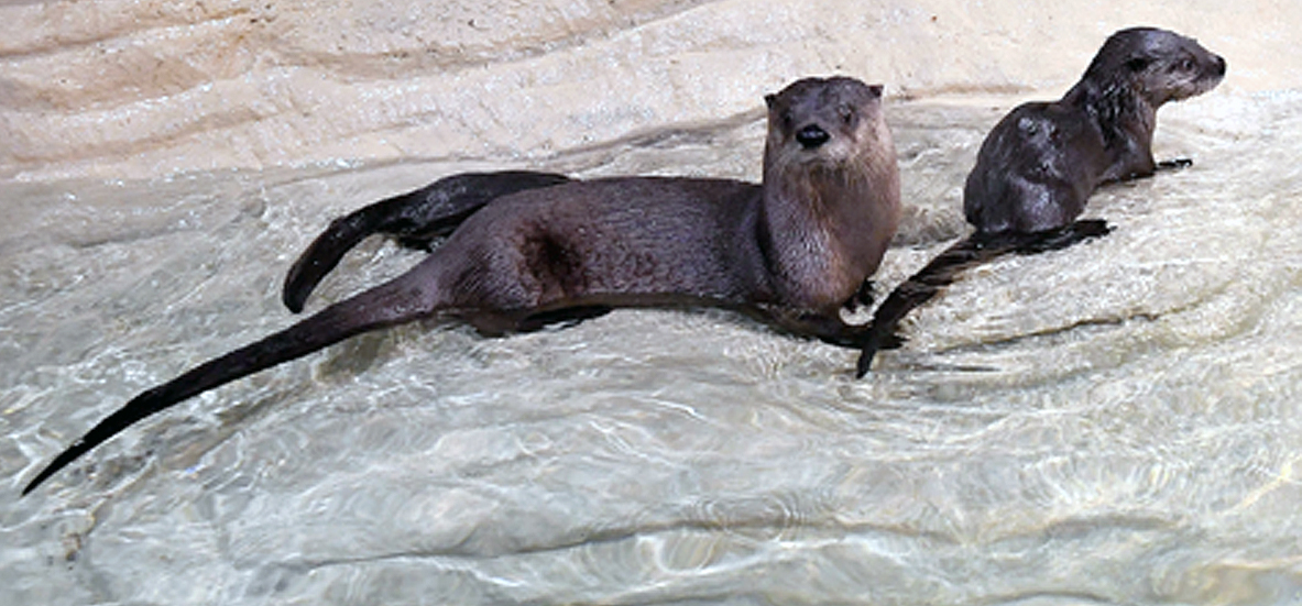 North American River Otter Pups at Brookfield Zoo