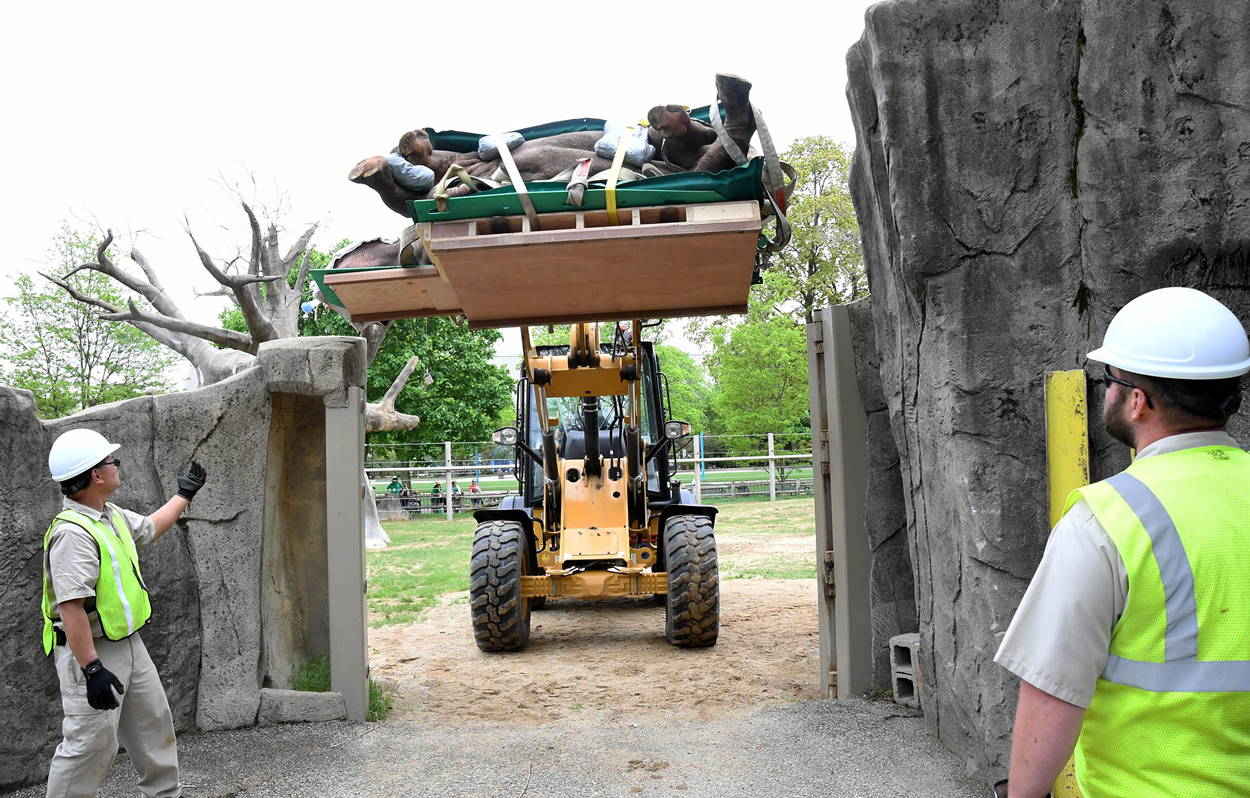 Layla Rhino CT Scan at Brookfield Zoo