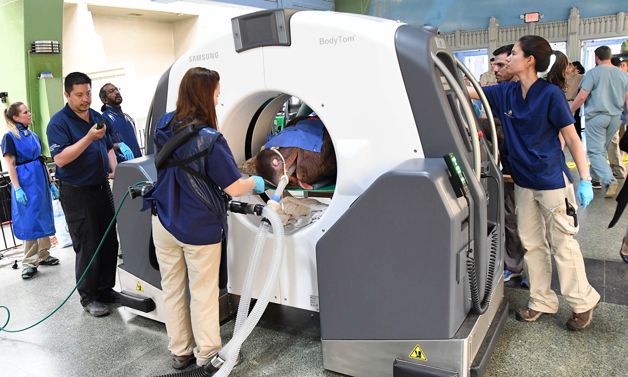 Layla Rhino CT Scan at Brookfield Zoo