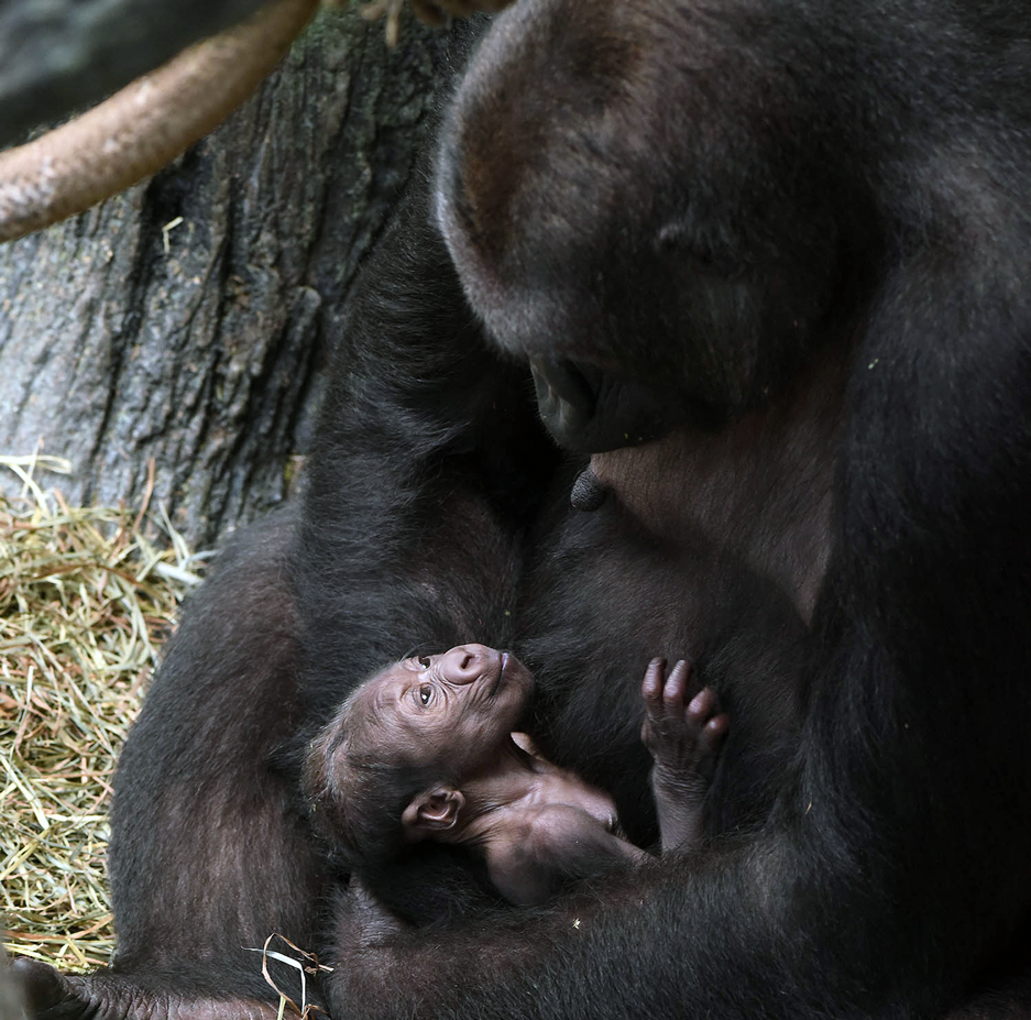 Gorilla mom Kamba and newborn at Brookfield Zoo