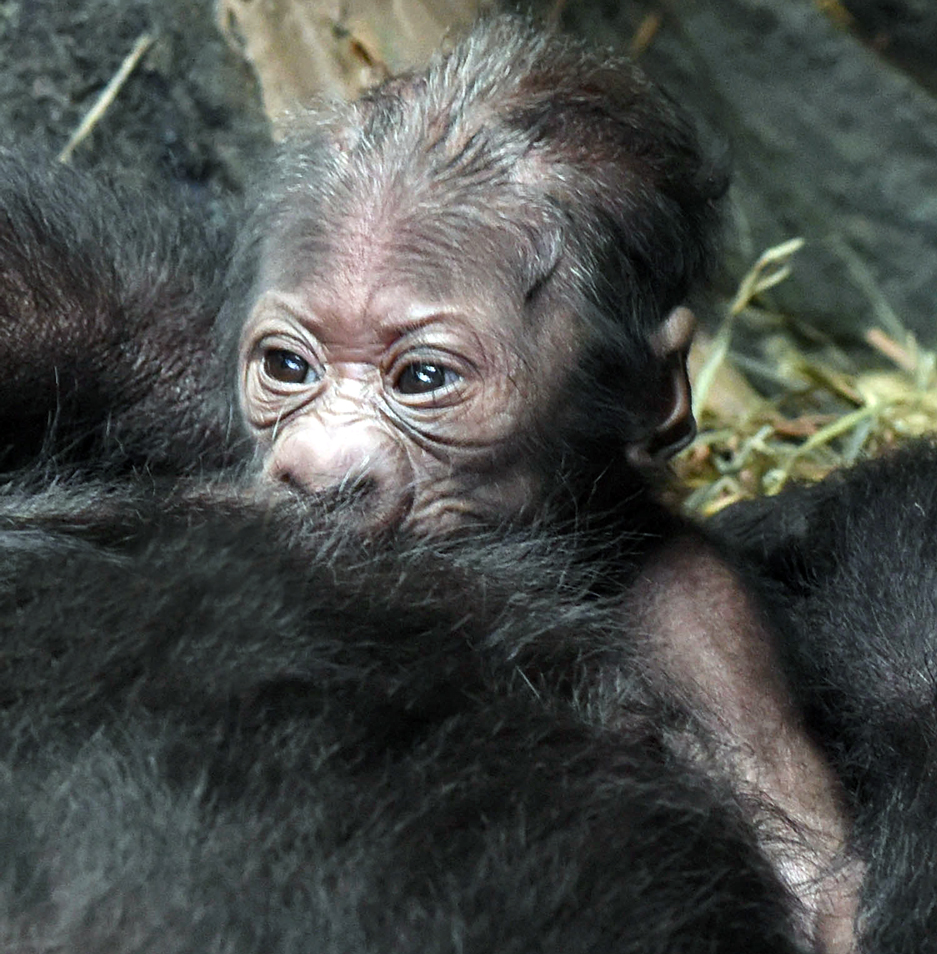 Gorilla mom Kamba and newborn at Brookfield Zoo