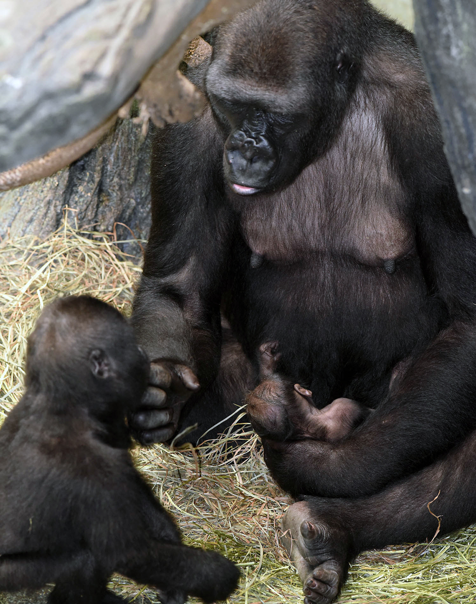 Gorilla mom Kamba and newborn with "Nora" Gorilla at Brookfield Zoo