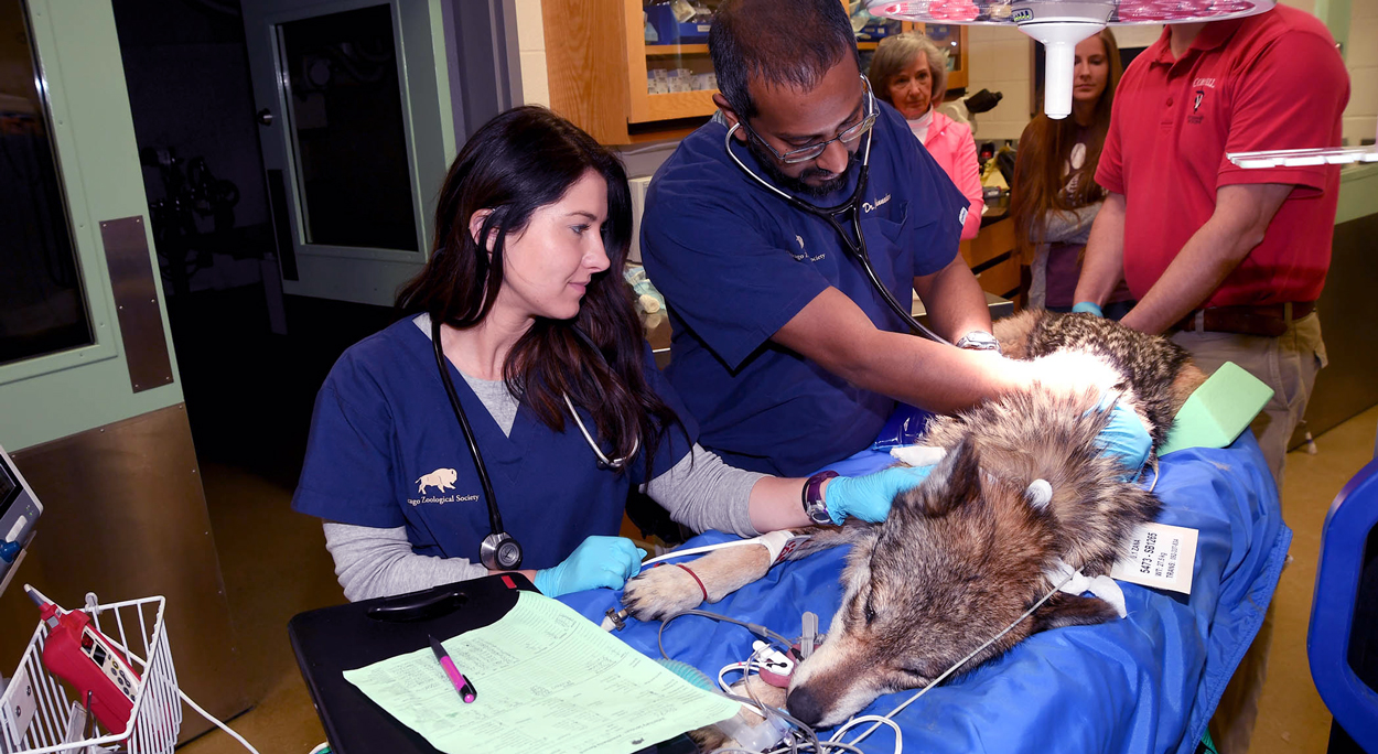 Mexican Wolves at Brookfield Zoo Undergo Reproductive Procedures