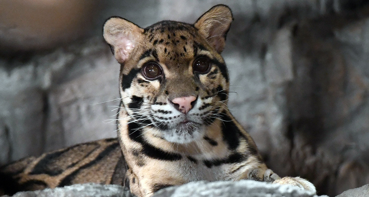 clouded leopard at Brookfield Zoo