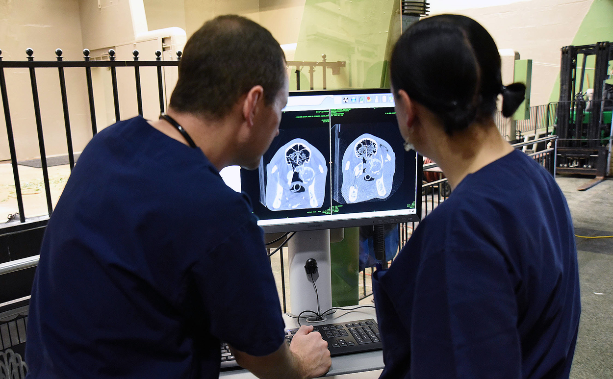 Layla Rhino CT Scan at Brookfield Zoo