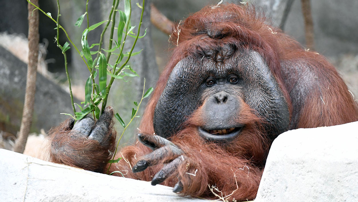 Ben Orangutan Appendectomy