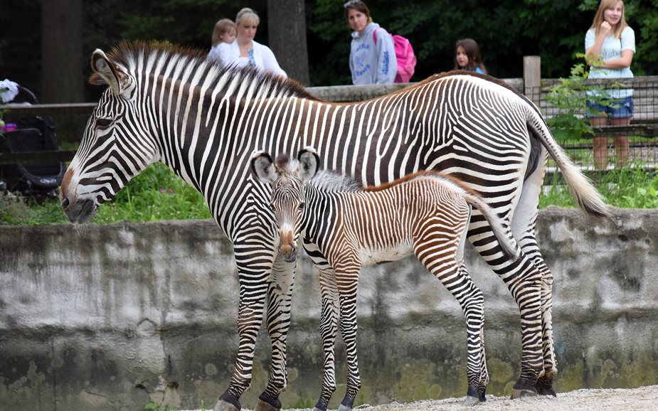 Grevy's Zebra Born July 9 at Brookfield Zoo
