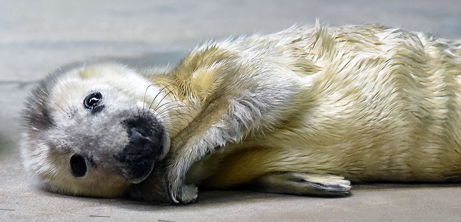 gray seal pup born at Brookfield Zoo