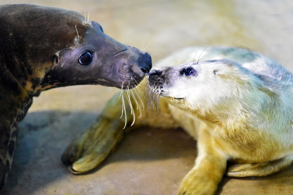 gray seal pup born at Brookfield Zoo