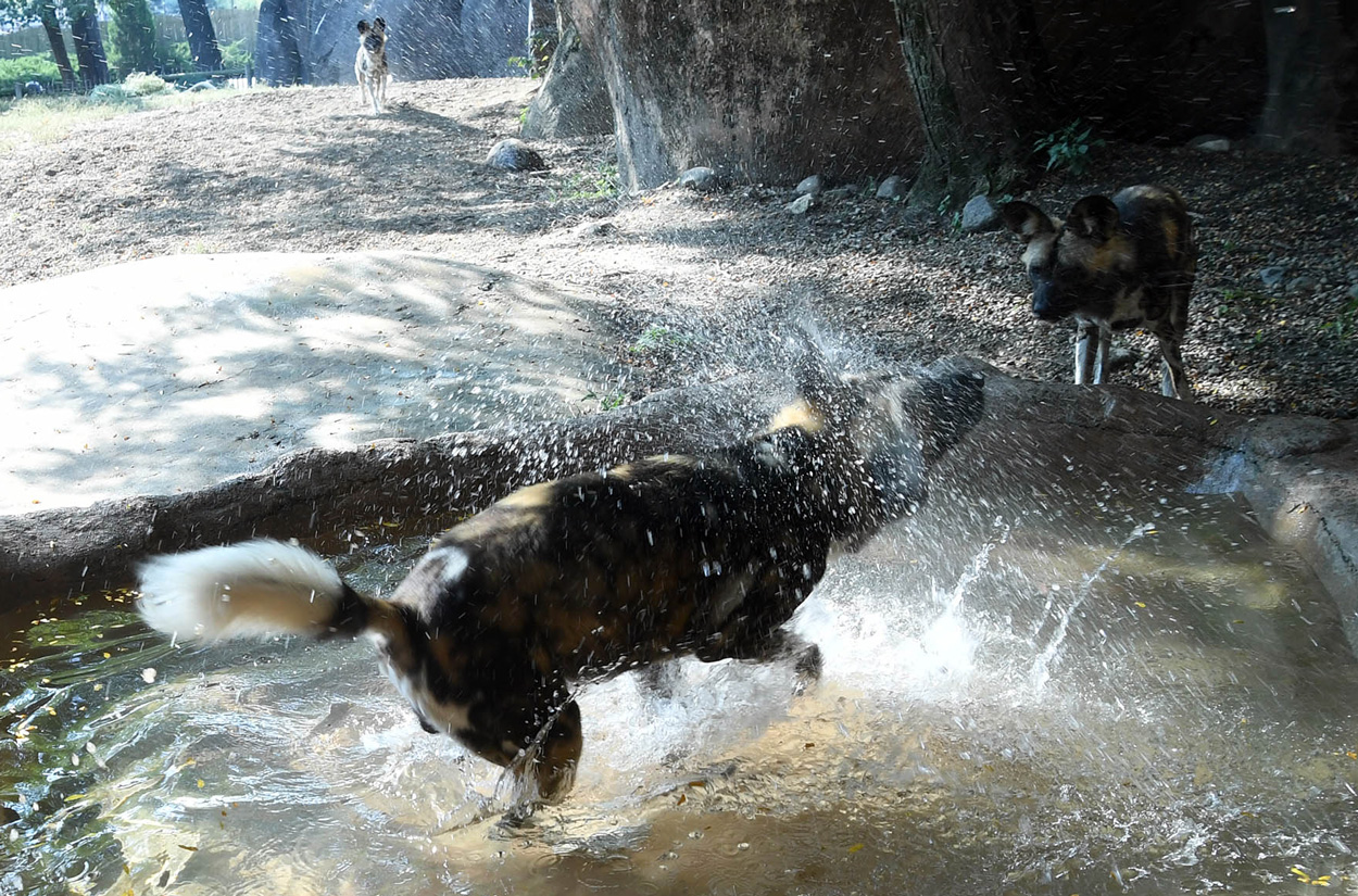 African Painted Dogs at Brookfield Zoo