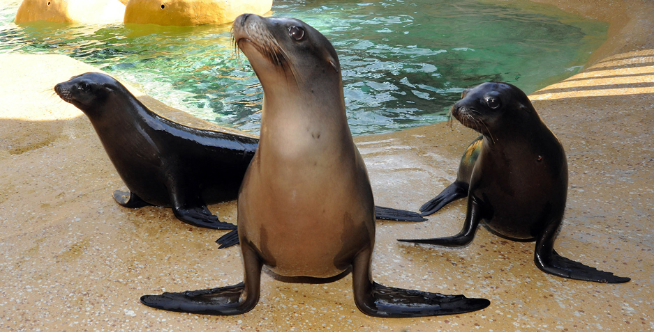 Rescued California Sea Lions at Brookfield Zoo