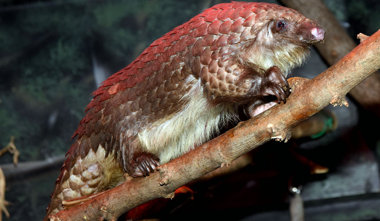 pangolin at brookfield zoo