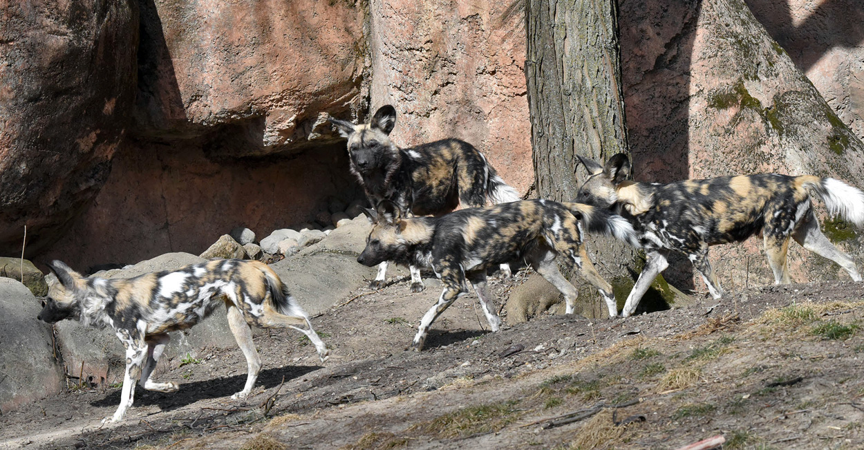 African Painted Dogs at Brookfield Zoo