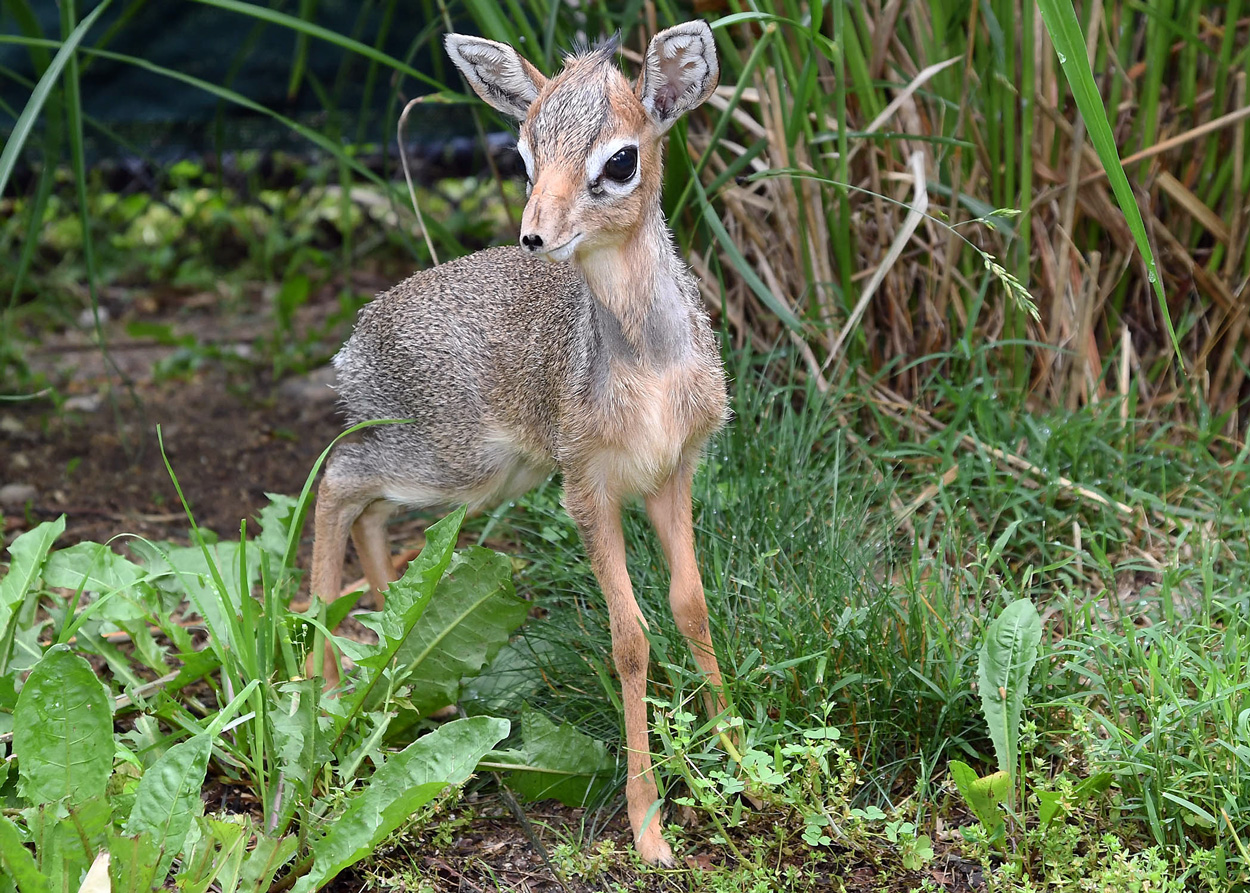 Kirk's dik-dik at Brookfield Zoo