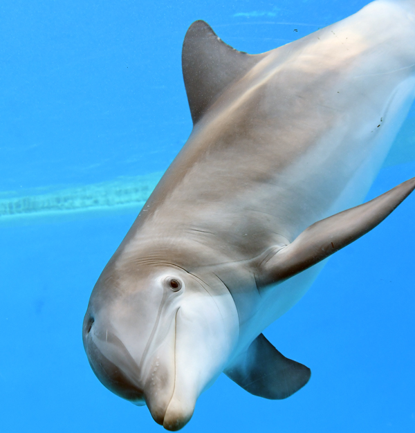 Maxine Dolphin at Brookfield Zoo