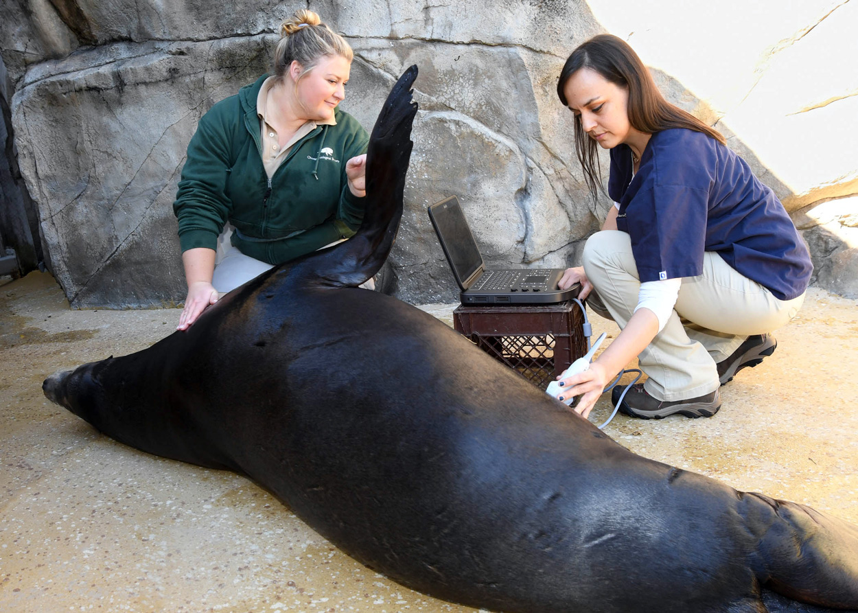 Dr Marina at Pinniped Point