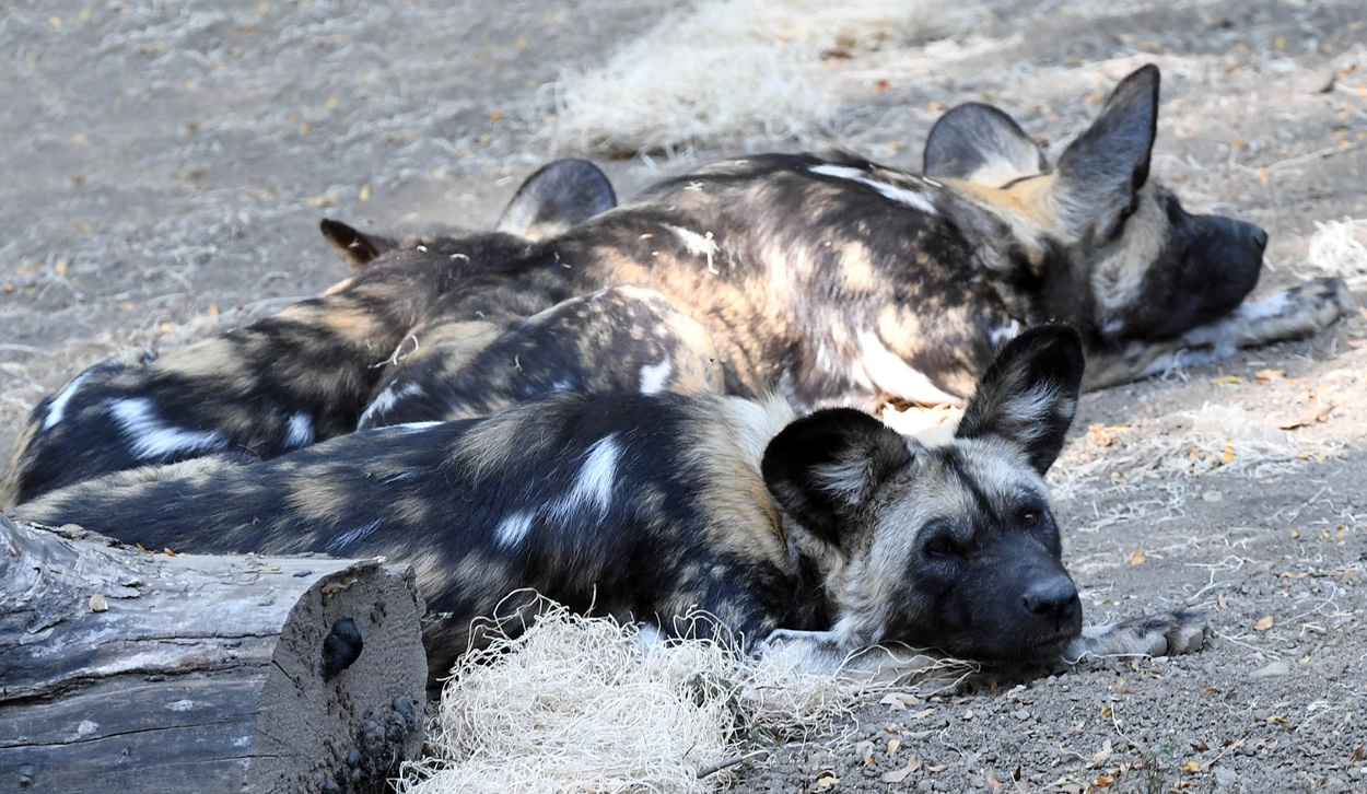 African Painted Dogs at Brookfield Zoo