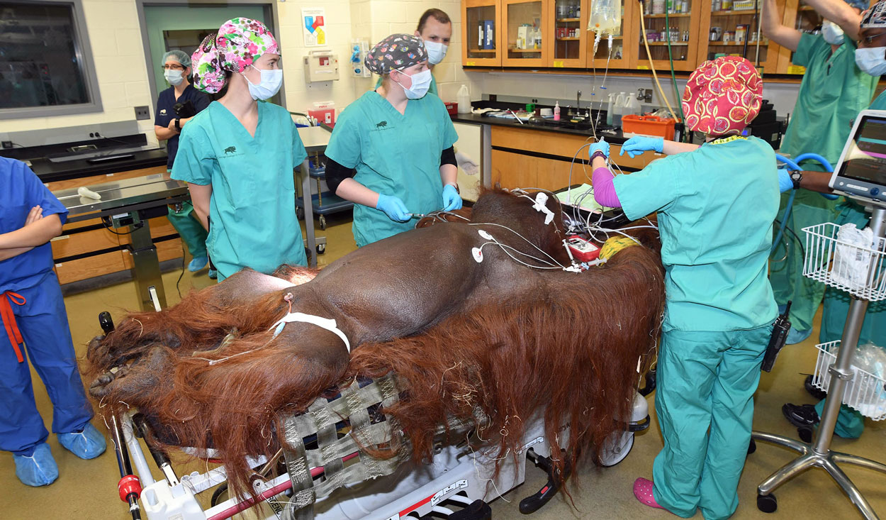 Ben Orangutan Appendectomy