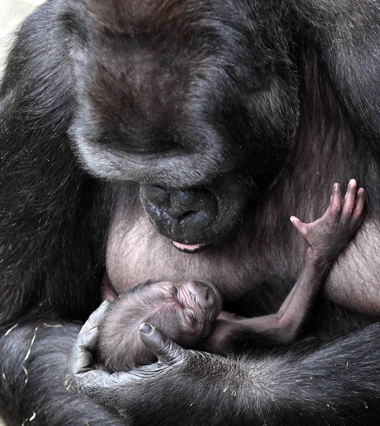 Baby Gorilla born June 1, 2018, Brookfield Zoo