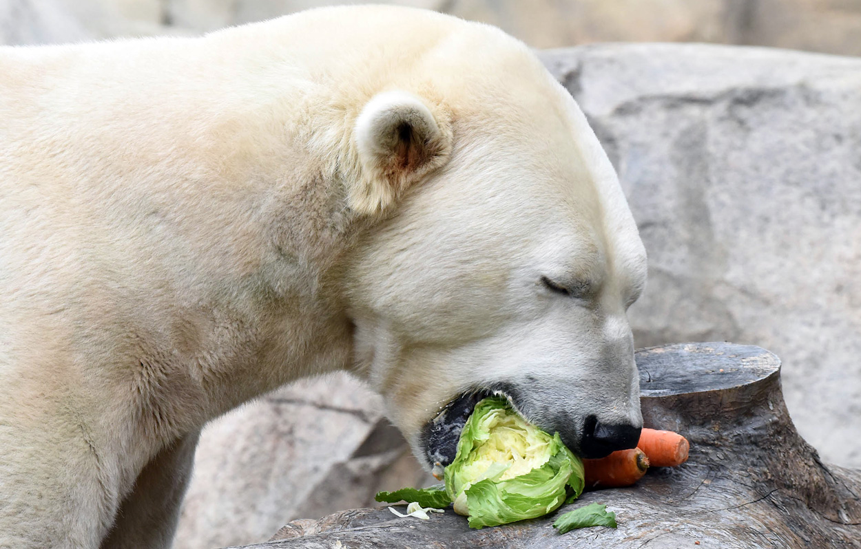 Hudson Polar Bear
