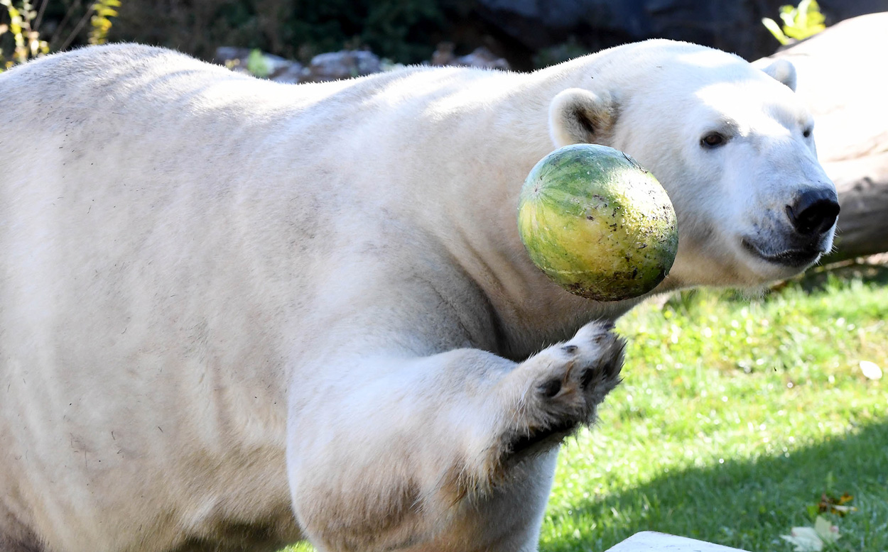 Hudson Polar Bear with watermelon at Brookfield Zoo