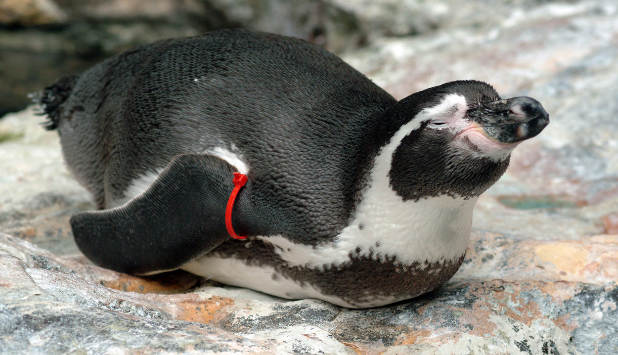 Humboldt Penguin at Brookfield Zoo
