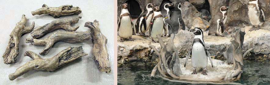 Humboldt Penguins at Brookfield Zoo